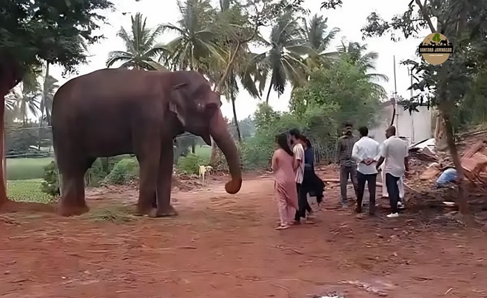 vantara jamnagar ticket price