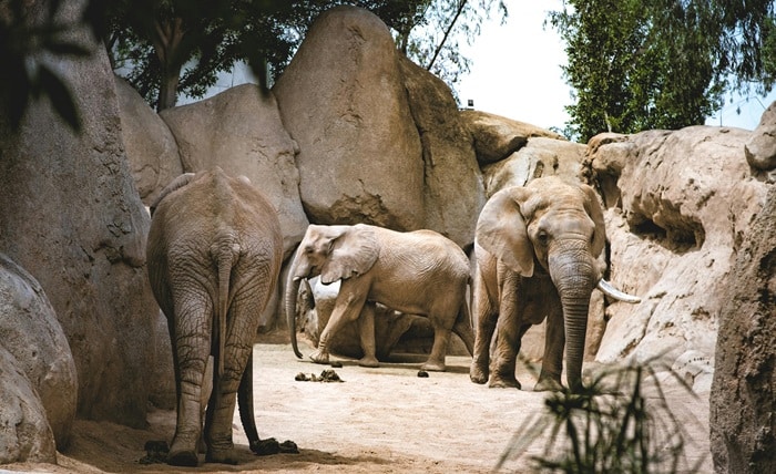 vantara zoo